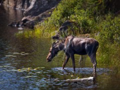 Moose in Newfoundland